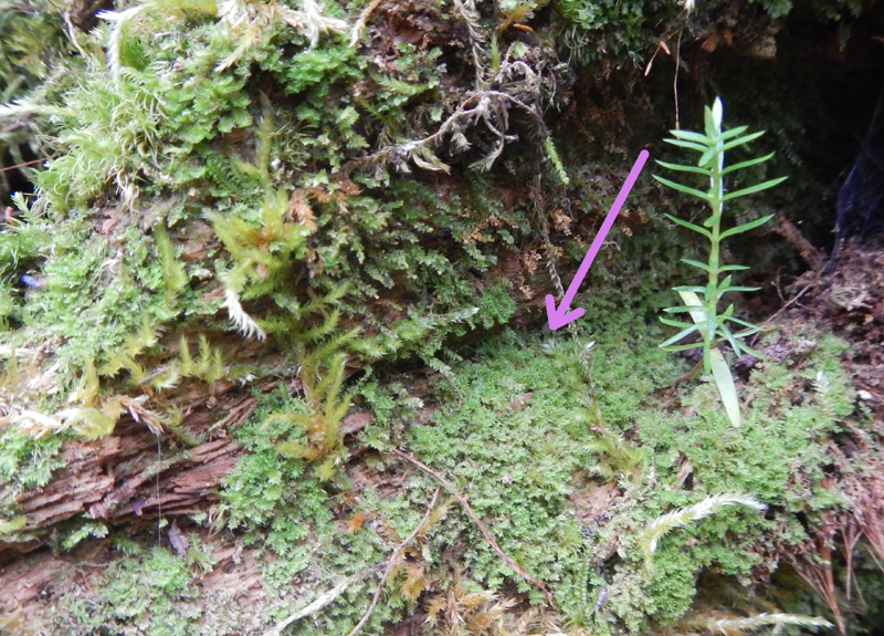 Schistochilopsis incisa var. incisa